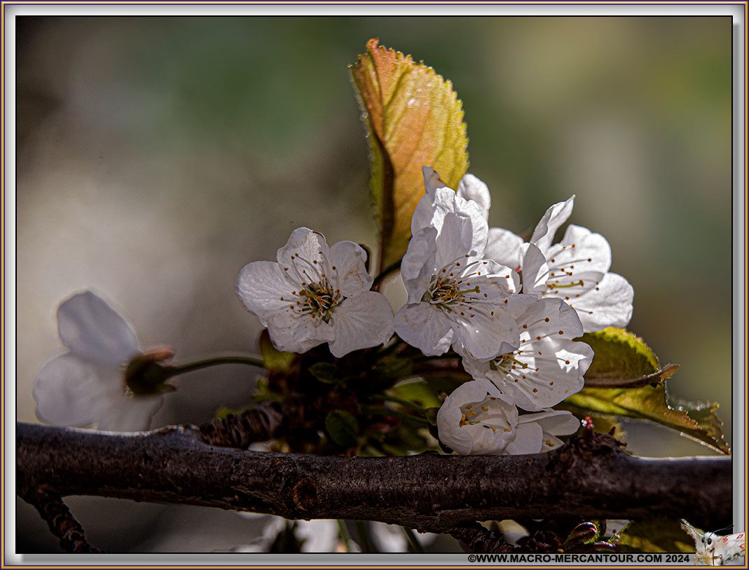 05-CERISIER-18-34136-CIEL-copie